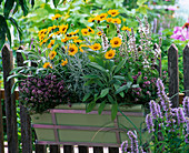 Coreopsis (girl's eye), Thymus (thyme), Salvia (sage)