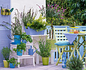 Herb balcony: Ocimum 'African Blue' 'Green Genoveser'(shrub basil)