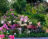 Scented bed: Lilium asiaticum (lilies), Phlox paniculata (flame flowers)