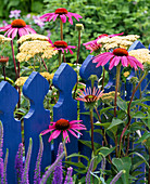 Echinacea purpurea (Red Coneflower), Achillea (Yarrow)