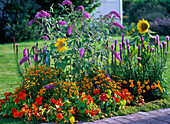 Sommerblumenbeet mit Stauden: Tropaeolum (Kapuzinerkresse), Tagetes