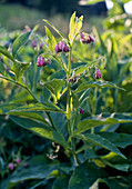 Comfrey