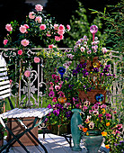 Balkon mit Rosa (Rose auf Stamm), Viola wittrockiana