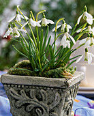 Topf mit Galanthus nivalis (Schneeglöckchen)