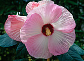 Hibiscus moscheutos (marsh marshmallow), white-pink flower