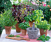 Various basil varieties in clay pots