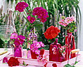 Pelargonium (geranium) in bottles of glass