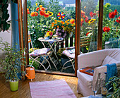 Mini - Balkon mit Dahlia (Dahlien), Tagetes (Studentenblumen)