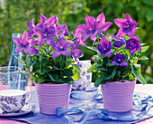 Platycodon grandiflorus (Balloon flowers)