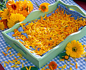 Calendula petals on cloth in tray to dry