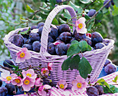 Basket with Prunus' House Plum, Anemone