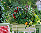 Balcony box with herbs and vegetables