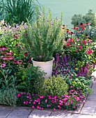 Bed with perennials and herbs