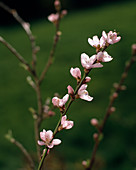 Prunus persica (peach), branch with blossoms