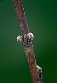 Prunus persica (Pfirsich), Zweig mit Knospen, Nahaufnahme