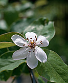 Cydonia oblonga (quince), blossom