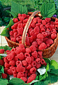 Frisch gepflueckte Himbeeren (Rubus)