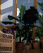 Ensete ventricosum, Manettia bicolor, wicker chair