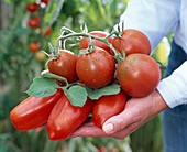 Verschiedene Lycopersicon (Tomaten) auf der Hand