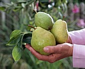 Pyrus 'Williams Christ' (pears) on hands