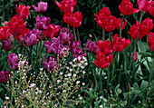 Tulipa-Hybride 'Erna Lindgreen' (Papageientulpe)