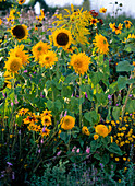 Helianthus (Sonnenblumen), Rudbeckia hirta (Sonnenhut)