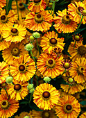 Helenium 'Copper Dwarf' (Sunflower)