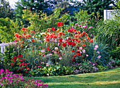 Summer flowerbed with Dahlia 'Renato Tozio' 'Jackpot', Cleome