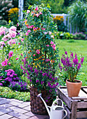 Wicker basket planted with Lathyrus (scented vine), Eccremocarpus