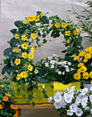 Thunbergia (Schwarzäugige Susanne) mit gelben Blüten
