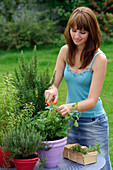 Young woman harvesting Melissa (lemon balm)