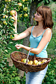 Young woman picking Malus (apples)