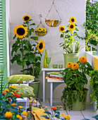 Balkon mit Helianthus (Sonnenblumen) in grünen Kübeln