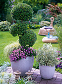 Ligustrum (privet), truncated section with three spheres, brachyscome