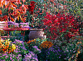 Seat at the autumn border with Aster (autumn asters), Euonymus