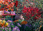 Sitzplatz am Herbstbeet mit Aster (Herbstastern), Euonymus