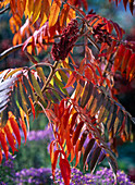 Red autumn leaves of Rhus typhina (vinegar tree)