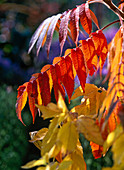 Rotes Herbstlaub von Rhus typhina (Essigbaum)