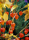 Physalis (Lampionblume), orange Lampions und gelbes Laub
