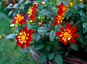 Dahlia 'Pooh' (Halskrausendahlie), rote Blüte mit gelber