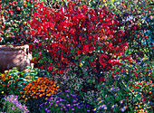 Euonymus alatus (Cork spindle shrub) in autumn colour