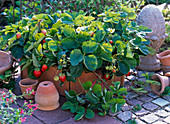 Fragaria (strawberries) in clay pots hexagon