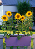 Helianthus (Sunflowers) in purple wooden flower box