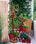 Naschbalkon mit Lycopersicon (Tomate), Capsicum (Paprika), Salvia