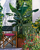 Musa sikkimensis (Darjeeling banana) underplanted