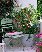 Lathyrus odoratus (sweetpea) on trellis in white bucket