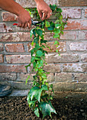 Greening the wall with wild vine (4/6)