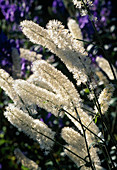 Cimicifuga simplex (silver primrose)