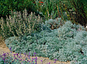 Artemisia schmidtiana 'Nana' (sage brush)