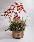 Halbes Fass mit Rhus typhina (Essigbaum) in Herbstfärbung